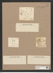 Coscinodiscus sp. (de-Toni-Nr.: Genus 202) Zeichnungen Sammlung Grunow Nr. 8957 (NHMW-BOT-W0378645)
